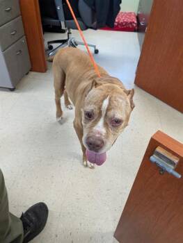 Rescue Mixed Breed Dogs for Adoption in Palmetto, Florida - ROSCO | PetCurious