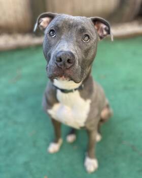 Marshall -  American Staffordshire Terrier Dog Available for Adoption in Berlin, New Jersey - Marshall | PetCurious