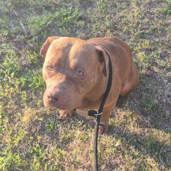 Mixed Breed Dogs Available for Adoption - 2/7/2026-Stray-EsquilineDrive | PetCurious