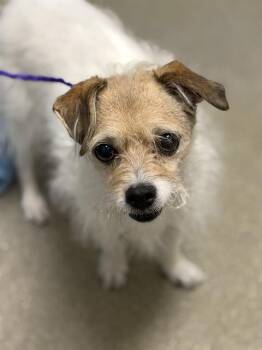 DOTTIE -  Terrier Dog for Adoption in Las Vegas, Nevada - DOTTIE | PetCurious