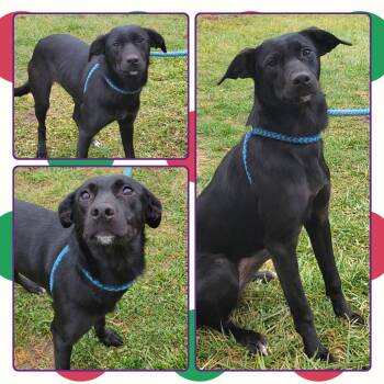 Mixed Breed Dogs Available for Adoption - AYLAH  | PetCurious