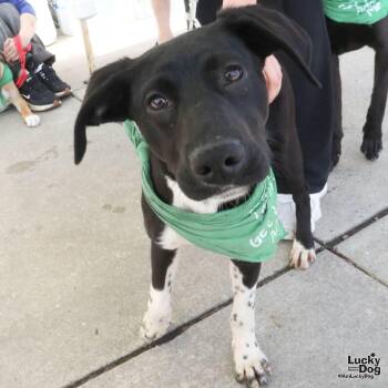 Pointer and Beagle Dogs Available for Adoption - Fae | PetCurious