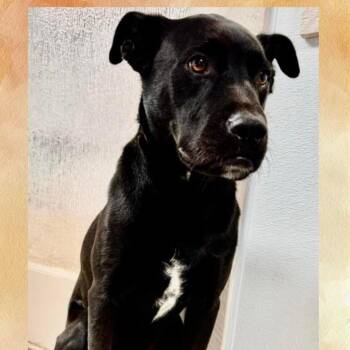 Labrador Retriever and Mixed Breed Dogs Available for Adoption in Casa Grande, Arizona - Rupert Aka Caspian | PetCurious