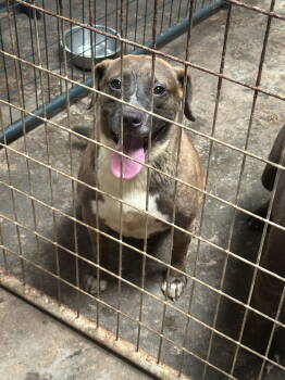 Rescue American Bulldog and Labrador Retriever Dogs for Adoption in Jackson, Mississippi - Brandi | PetCurious