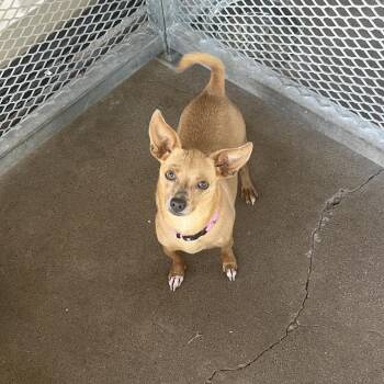 Cricket RN -  Mixed Breed Dog for Adoption in Lake Jackson, Texas - Cricket RN | PetCurious