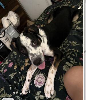 Grace Kelly - a complete sweetheart -  Australian Cattle Dog Blue Heeler Dog for Adoption in Houston, Texas - Grace Kelly - A Complete Sweetheart | PetCurious