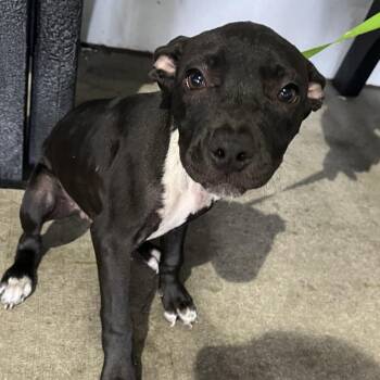 Zoon -  Terrier Dog for Adoption in Tampa, Florida - Zoon | PetCurious
