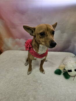 Rescue Chihuahua Dogs for Adoption in Metairie, Louisiana - Faberge | PetCurious