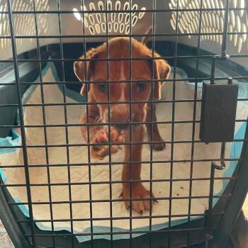 Finnick C808 -  Labrador Retriever and Pit Bull Terrier Dog for Adoption in Allen, Texas - Finnick C808 | PetCurious