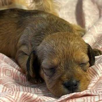 Mustang -  Wire Fox Terrier and Miniature Poodle Dog for Adoption in Austin, Texas - Mustang | PetCurious