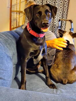 Rescue Peruvian Inca Orchid Dogs for Adoption in Lansing, Michigan - Coya In Ohio | PetCurious