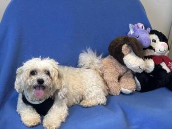 Teddy Boo -  Bichon Frise and Shih Tzu Dog for Adoption in Cedartown, Georgia - Teddy Boo | PetCurious