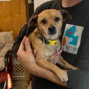 Chihuahua Dogs Available for Adoption - Chex Mix | PetCurious
