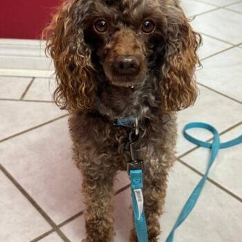 Elliot -  Miniature Poodle Dog for Adoption in Vienna, Ontario - Elliot | PetCurious