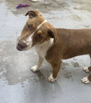 Terrier Dogs Available for Adoption in Sterling, Massachusetts - Andy 6 Months AVAIL 4/22 | PetCurious