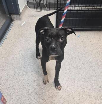 Rose -  Mixed Breed Dog for Adoption in New York, New York - Rose | PetCurious