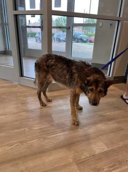 Rescue German Shepherd Dog Dogs for Adoption in Pearland, Texas - COLLIN PRICE | PetCurious