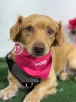 Tigger-One of our Amazing Rescue Dogs -  Spaniel and Chihuahua Dog for Adoption in Carlsbad, California - Tigger-One Of Our Amazing Rescue Dogs | PetCurious