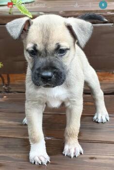 Ruker -  Labrador Retriever and American Staffordshire Terrier Dog for Adoption in Willingboro, New Jersey - Ruker | PetCurious