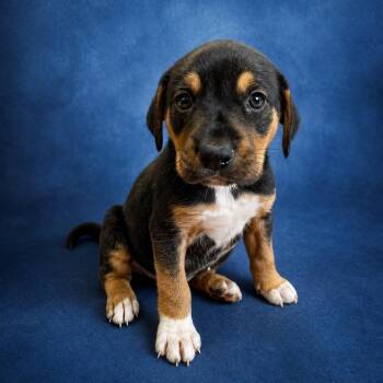 Labrador Retriever and Hound Dogs Available for Adoption in Heber Springs, Arkansas - Timber | PetCurious