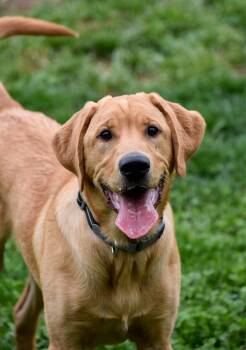 Leo -  Labrador Retriever Dog for Adoption in Indianapolis, Indiana - Leo | PetCurious