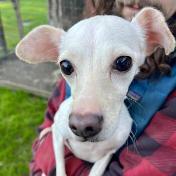 Daisy -  Chihuahua Dog for Adoption in Sonoma, California - Daisy | PetCurious