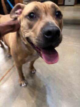 Staffordshire Bull Terrier Dogs Available for Adoption in Douglasville, Georgia - Mayhem Jones | PetCurious