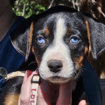 Cedar Lola -  German Shepherd Dog and Mixed Breed Dog for Adoption in Denver, Colorado - Cedar Lola | PetCurious