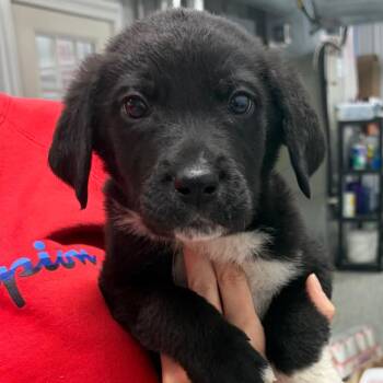 Great Pyrenees and Mixed Breed Dogs Available for Adoption in Fairmont, West Virginia - Dusty- 5256 | PetCurious