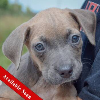 Carol -  Poodle and Australian Cattle Dog Blue Heeler Dog for Adoption in Huntley, Illinois - Carol | PetCurious
