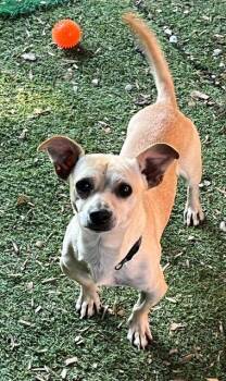Chevy -  Chihuahua and Jack Russell Terrier Dog for Adoption in Manchester, Tennessee - Chevy | PetCurious
