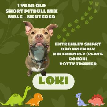 Loki -  Pit Bull Terrier Dog for Adoption in Watauga, Texas - Loki | PetCurious