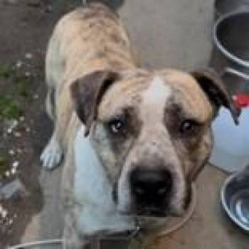 Kolby -  Bulldog Dog for Adoption in Portsmouth, Ohio - Kolby | PetCurious