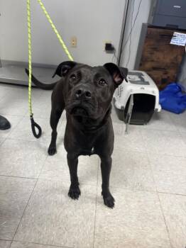 Greta -  Pit Bull Terrier Dog for Adoption in Sorrento, Louisiana - Greta | PetCurious