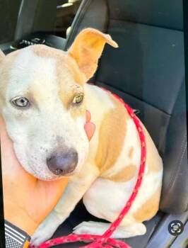 Zeus -  Labrador Retriever Dog for Adoption in Rowlett, Texas - Zeus | PetCurious