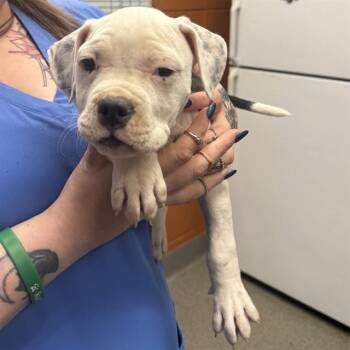 CASSIAN -  Pit Bull Terrier and Mixed Breed Dog for Adoption - CASSIAN | PetCurious