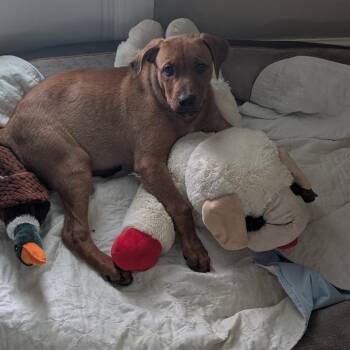 Rusty -  Rhodesian Ridgeback and Mixed Breed Dog for Adoption in Sarasota, Florida - Rusty | PetCurious
