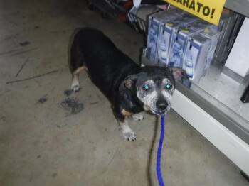 Beagle and Mixed Breed Dogs Available for Adoption in Doral, Florida - SNYDER | PetCurious