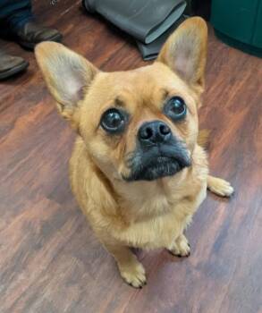 Tila -  French Bulldog and Pug Dog for Adoption in Ellijay, Georgia - Tila | PetCurious