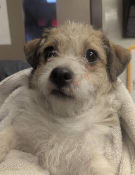 Maltese and Mixed Breed Dogs Available for Adoption - WINNIE | PetCurious