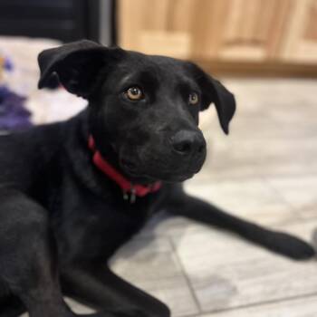 Honey Bun -  Black Labrador Retriever Dog for Adoption in Lander, Wyoming - Honey Bun | PetCurious