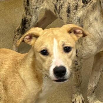 Catahoula Leopard Dog Dogs Available for Adoption - Queen Elizabark | PetCurious