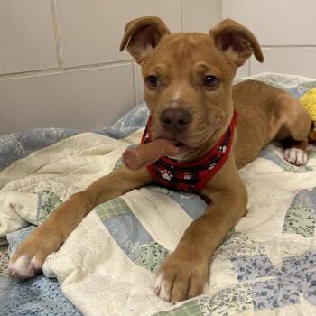 Boxer Dogs Available for Adoption - Angel Soft | PetCurious