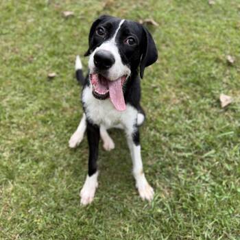 Rescue Mixed Breed Dogs for Adoption in Elberton, Georgia - Baker 11890 | PetCurious