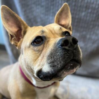 Dahlia -  Pit Bull Terrier and Mixed Breed Dog for Adoption in Chesapeake, Virginia - Dahlia | PetCurious