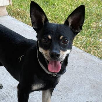 Chihuahua Dogs Available for Adoption - Ringo | PetCurious