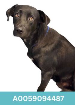 Rescue Labrador Retriever Dogs for Adoption in Red Bluff, California - Achilles | PetCurious