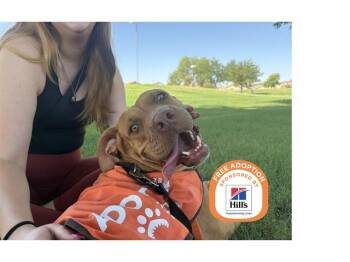 JYRA -  American Bulldog Dog for Adoption in Phoenix, Arizona - JYRA | PetCurious