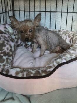 Rescue Yorkshire Terrier Dogs for Adoption in Malvern, Pennsylvania - Olive | PetCurious