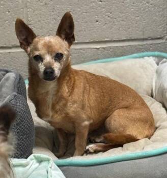 Mrs. Peepers -  Chihuahua Dog for Adoption in Matthews, North Carolina - Mrs. Peepers | PetCurious